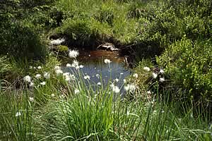 Hochmoor auf dem Weg zur Hansk&uuml;hnenburg