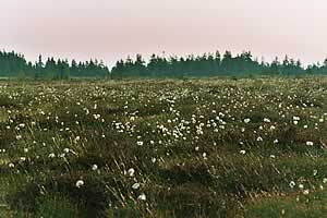 Gro&szlig;es Torfhausmoor mit Wollgras am Goetheweg zum Brocken